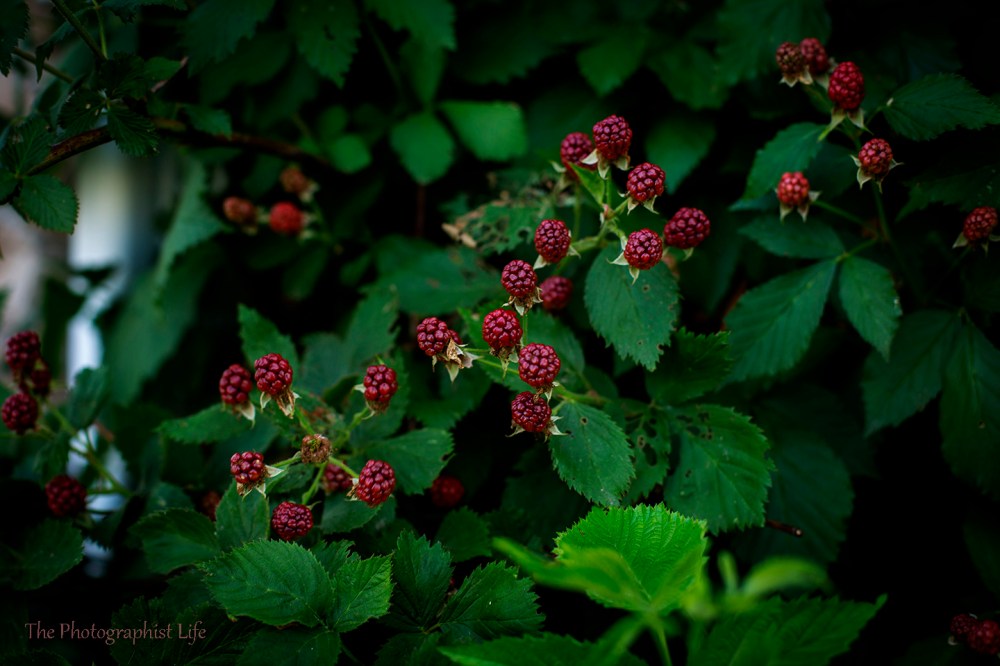 Wild Berries