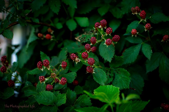 Wild Berries