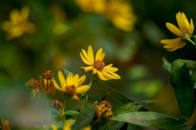 creative yellow flower web