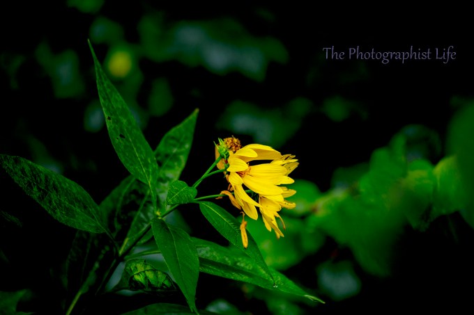 yellow flower 2 web