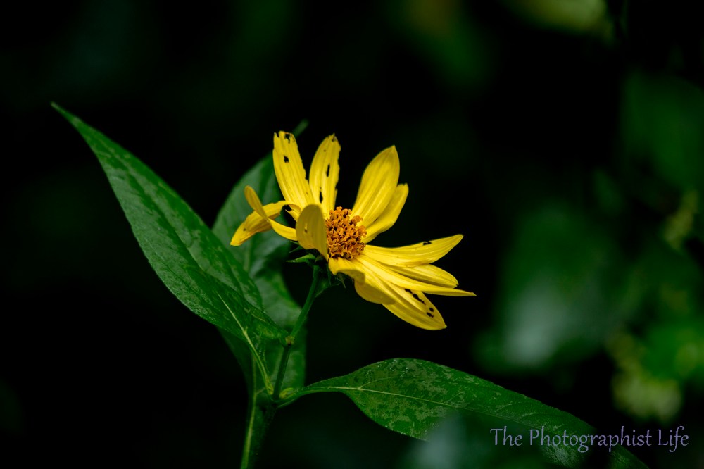 yellow flower 3 web