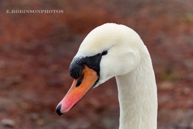 swan head profile web